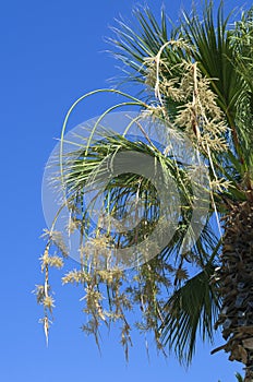 Blossoming yellowish flowers of a palm tree