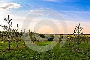 Blossoming young apple garden at dus sunlight wide angle shot with selective focus and boke blur