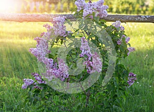 Blossoming young lilac bush in the sun