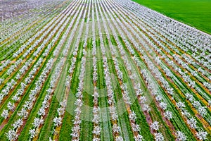 Blossoming young plum garden. Span of the drone over the plum blooming garden