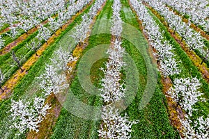 Blossoming young plum garden. Span of the drone over the plum blooming garden