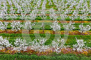 Blossoming young plum garden. Span of the drone over the plum blooming garden