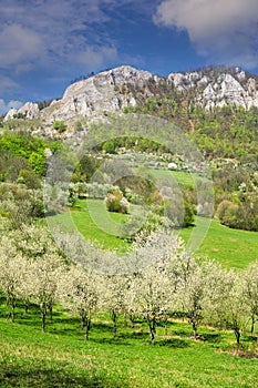 Blossomnig trees under Vrsatec rocks during spring