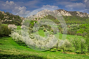 Blossomnig trees under Vrsatec rocks during spring