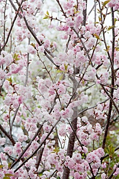 Blossoms