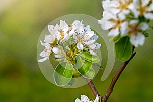 Blossoms Ablaze: White Cherry Flowers Bathed in Spring's Golden Light