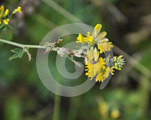 Blossoms of alfalfa sickle Medicago falcata