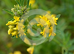 Blossoms of alfalfa sickle Medicago falcata