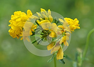 Blossoms of alfalfa sickle Medicago falcata