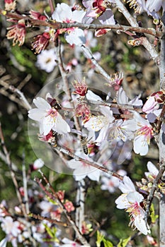 Blossoms of almond, also known as prunus dulcis tree, under the strong springtime sun, visited by honey bees and other pollinators