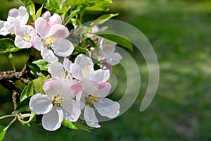 Blossoms apple tree