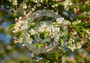 Blossoms of Apple Tree flowers