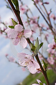 Blossoms apricot