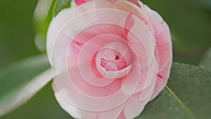 Blossoms Of April Dawn Blush. Camellia Japonica Pink Evergreen Shrub With Beautiful White And Yellow Flowers. Close up.