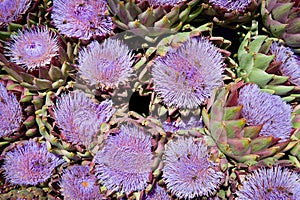 Blossoms of artichokes at a market