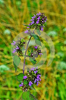 Blossoms of Ballota nigra, the black horehound photo