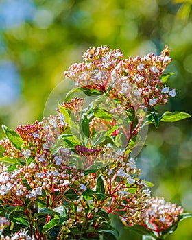 Blossoms and bees