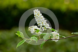 Blossoms of a bird cherry tree with dark green bokeh, Prunus padus or GewÃ¶hnliche Traubenkirsche