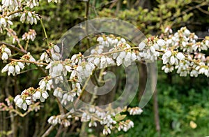 Blossoms on the blueberry bush in spring