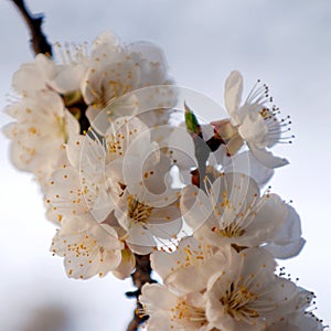 Blossoms on branch