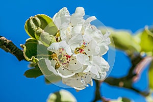 Blossoms on the branch of the apple tree in spring