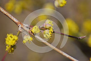 Blossoms and buds of the Cornelian cherry (Cornus mas)