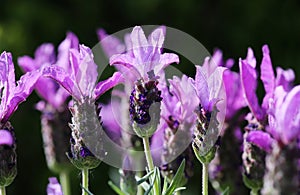 Blossoms of the butterfly lavender