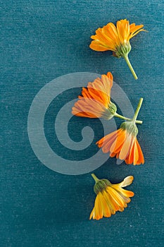 Blossoms of calendulas (Calendula officinalis)