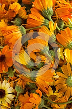 Blossoms of calendulas (Calendula officinalis)