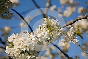 Blossoms cherry tree