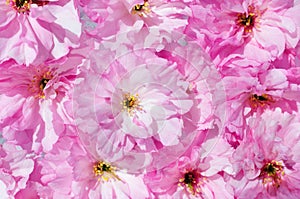 Blossoms of a cherry tree close-up