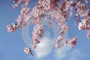 Blossoms of a cherry tree in shape of prunus serrulata Kanzan, Japanese Spring season