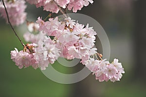 Blossoms of a cherry tree in shape of prunus serrulata Kanzan, Japanese Spring season
