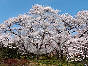 Blossoms of cherry trees in a garden Kyoto Japan