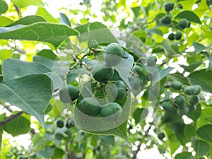 Blossoms of Chinese tallow tree (Triadica sebifera) berries in summer. Popcorn trees.