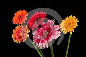 Blossoms of colorful Gerbera flowers in various co