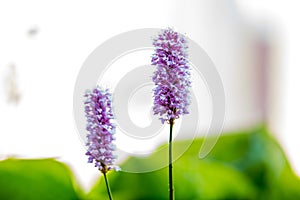 Blossoms of the Common Bistort, Bistorta officinalis