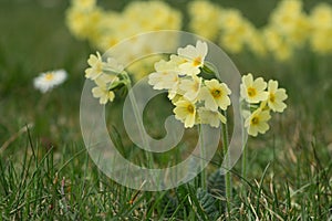 Blossoms of common cowslip primula veris