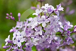 Blossoms of common lilac syringa plant