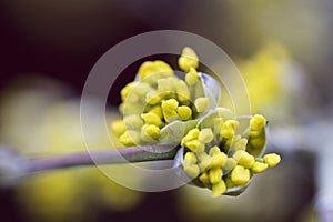 Blossoms of a Cornelian cherry bush Cornus mas in the early sp