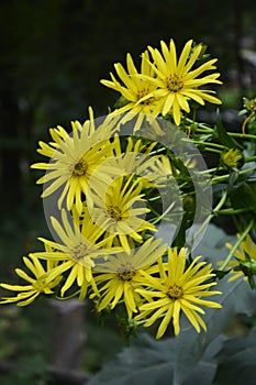 Blossoms of a cup plant Silphium perfoliatum