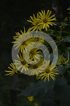 Blossoms of a cup plant Silphium perfoliatum