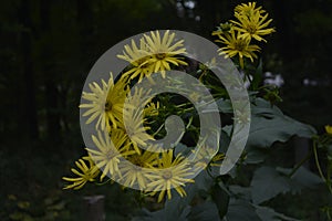 Blossoms of a cup plant Silphium perfoliatum