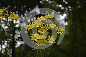 Blossoms of a cup plant Silphium perfoliatum