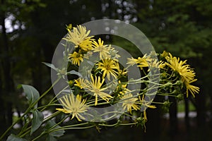 Blossoms of a cup plant Silphium perfoliatum