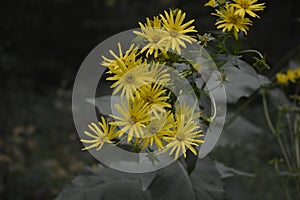 Blossoms of a cup plant Silphium perfoliatum