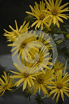 Blossoms of a cup plant Silphium perfoliatum