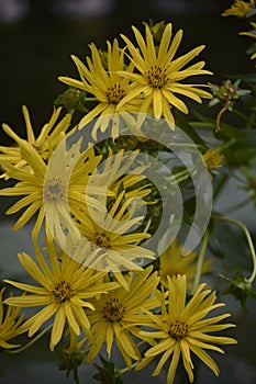 Blossoms of a cup plant Silphium perfoliatum