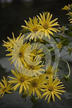 Blossoms of a cup plant Silphium perfoliatum