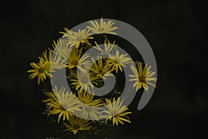 Blossoms of a cup plant Silphium perfoliatum